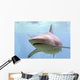 Australian Shark Wall Mural