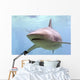 Australian Shark Wall Mural