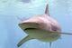Australian Shark Wall Decal