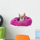 Pampered Chihuahua Puppy Wall Decal