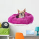 Pampered Chihuahua Puppy Wall Decal