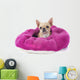 Pampered Chihuahua Puppy Wall Decal