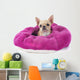 Pampered Chihuahua Puppy Wall Decal