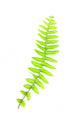 Fern Leaves Wall Decal
