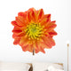 Beautiful Orange Dahlia Wall Decal