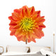 Beautiful Orange Dahlia Wall Decal