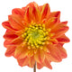 Beautiful Orange Dahlia Wall Decal