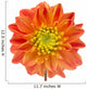 Beautiful Orange Dahlia Wall Decal