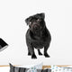 Black Pug Dog Wall Decal