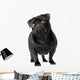 Black Pug Dog Wall Decal