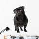 Black Pug Dog Wall Decal
