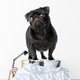 Black Pug Dog Wall Decal