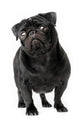 Black Pug Dog Wall Decal 3