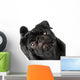 Black Pug Dog Wall Decal