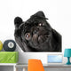 Black Pug Dog Wall Decal