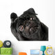 Black Pug Dog Wall Decal
