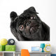 Black Pug Dog Wall Decal