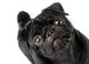 Black Pug Dog Wall Decal 2