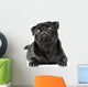 Black Pug Dog Wall Decal