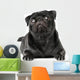 Black Pug Dog Wall Decal