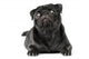Black Pug Dog Wall Decal