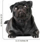 Black Pug Dog Wall Decal