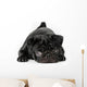 Black Pug Dog Isolated on White Background Wall Decal