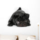 Black Pug Dog Isolated on White Background Wall Decal