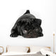 Black Pug Dog Isolated on White Background Wall Decal