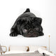 Black Pug Dog Isolated on White Background Wall Decal