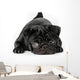 Black Pug Dog Isolated on White Background Wall Decal