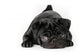 Black Pug Dog Isolated On White Background Wall Decal