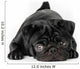 Black Pug Dog Isolated on White Background Wall Decal
