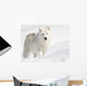 Arctic Wolf in the Snow Looking at the Camera Wall Mural
