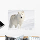 Arctic Wolf in the Snow Looking at the Camera Wall Mural