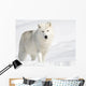 Arctic Wolf in the Snow Looking at the Camera Wall Mural