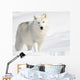 Arctic Wolf in the Snow Looking at the Camera Wall Mural