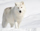 Arctic Wolf In The Snow Looking At The Camera Wall Decal 2