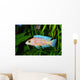 African Malawi  Cichlid Wall Mural