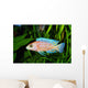 African Malawi  Cichlid Wall Mural