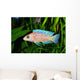 African Malawi  Cichlid Wall Mural