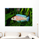African Malawi  Cichlid Wall Mural