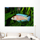 African Malawi  Cichlid Wall Mural