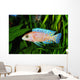 African Malawi  Cichlid Wall Mural