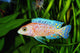 African Malawi Cichlid Wall Decal