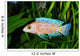 African Malawi  Cichlid Wall Mural