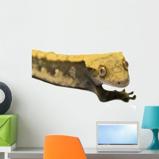 Lizard Crested Gecko White 2 Wall Decal