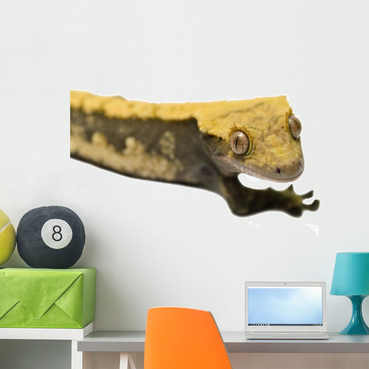 Lizard Crested Gecko White 2 Wall Decal