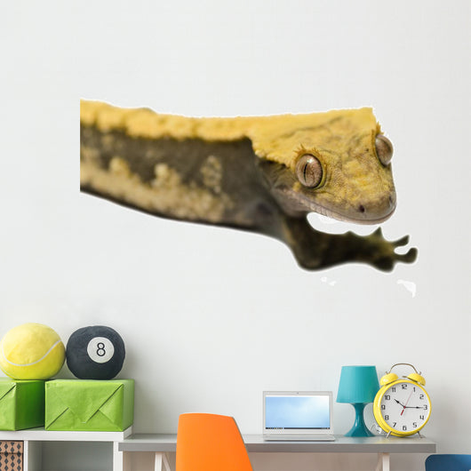 Lizard Crested Gecko White 2 Wall Decal