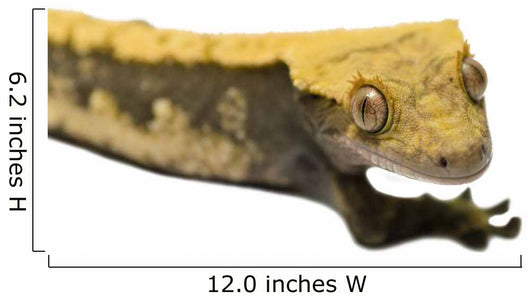 Lizard Crested Gecko White 2 Wall Decal